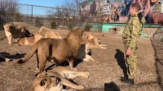 НАКАНУНЕ  АРЕСТА ! Мы среди львов ! !!!! BEFORE ARREST! We are among the lions!