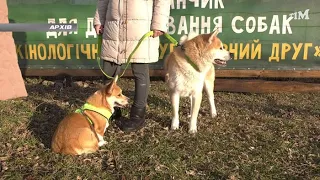 Про домашніх тварин під час війни. 2022-03-04