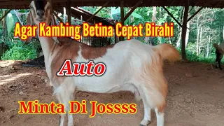 Cara Mempercepat Kambing Betina Birahi !! Cara Agar Kambing Betina Birahi