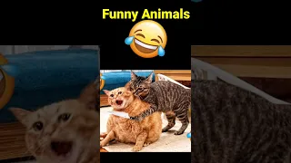 Funny Animals Video 😂 Funniest Cats 🙀 And Dogs 🐶 2024 #funnyvideo #shortsfeed #shorts