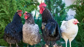 How to test birds flu Avian influenza for poultry