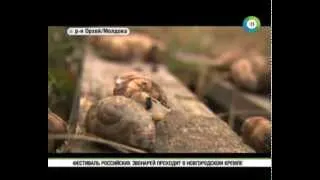 Ферма улиток открылась в Молдове