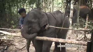 Illegal elephant trade in Thailand