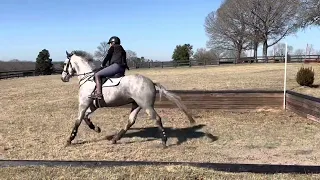 Excel Star Merlin, Imported Irish Sport Horse  for sale by King’s Cornet out of an Irish Draught dam