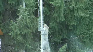 Here's Why SQUIRRELS Hate SLINKY