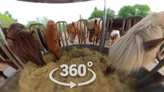 Futtern mit Freunden - 360 VR Video