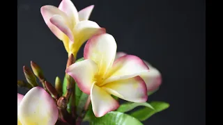 How to make a sugar past, gum paste Plumeria Frangipani (part one)