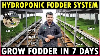 Hydroponic Fodder System | Easiest Method to Grow Hydroponic Fodder at Home | Green Fodder Farming