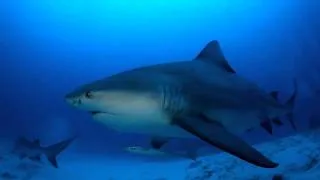 Bull Sharks | Playa del Carmen | Pelagic Life