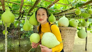 Harvesting the gourd garden goes to the market sell - Gardening | Ly Thi Tam