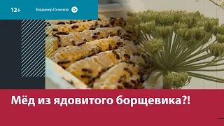 Подмосковный фермер делает мёд из борщевика — Москва FM