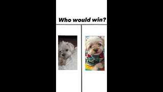Fluffer or Superdog? #doggielove  #viralshorts #bestdoggie