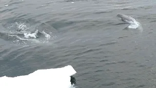 Penguin chased by Killer Whales