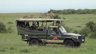 Cheetah jumps into a Safari Vehicle 2018   Masai Mara   Kenya