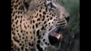 Leopard digesting.MOD