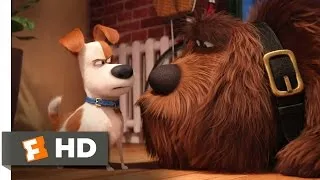The Secret Life of Pets - Max Meets Duke Scene (2/10) | Movieclips