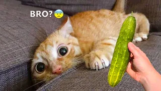 😂 Funniest Cats and Dogs Videos 😺🐶 || 🥰😹 Hilarious Animal Compilation