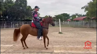 Bi Reina de JH, entrenando para nuestra próxima salida en el Spectrum International 2023