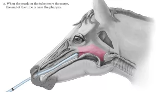 Equine Nasogastric Intubation