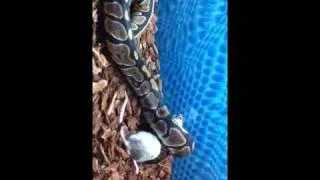 Snake vs. Mouse