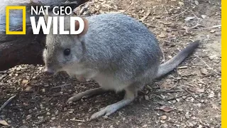 This 'Mini Kangaroo' is One of Many Unknown Marsupials | Nat Geo Wild