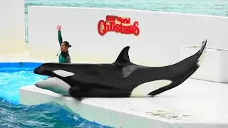 シャチパフォーマンス♪（2018/12/23）10：00～