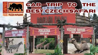 Car trip to the BEST CZECH SAFARI🦁🦓🦒 in Dvur Kralove 🇨🇿
