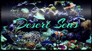 A clip from "Desert Seas" | Along the East and West Coasts of Saudi Arabia | Marine Life