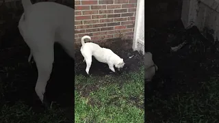 Funny Pup Makes a HUGE Muddy Mess! #Shorts