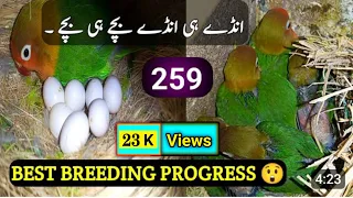 Best Breeding Progress Of Lovebirds Green Fisher #lovebirds