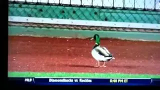 Ducks at PNC, Warning Quack