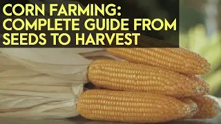 Corn Farming in the Philippines : Complete Guide from Seeds to Harvest