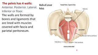 Pelvis - By : Dr/ Zahraa Ashour