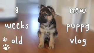 First Week With an 8 Week Old German Shepherd Puppy 🐾 💝 ~ Vlog ~ Meet My New Puppy