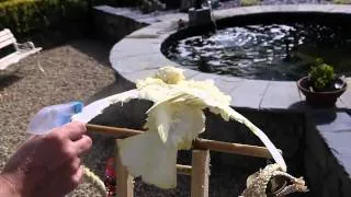 ducorps cockatoo washing