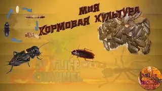 Моя кормовая культура! Живой корм! Чем кормить муравьев ? Что еще у меня дома живет!