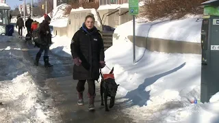 Ottawa woman denied Uber ride due to service dog