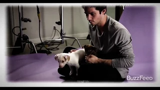 Dylan O'brien and Puppies ❤