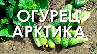 Обзор сорта огурцов "Арктика" (характеристики, свойства, фото)