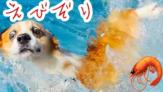 【犬】兄犬が溺れると必死に助けを求めてた弟犬【コーギー子犬】【コーギー泳ぐ】