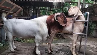 Big boer goat crosses with red goat tall in village farm