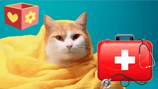 Simba is sick | Bellboxes | Cute Cat aww for children | 11