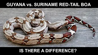 Guyana vs Suriname Red-Tailed Boas: is there a Difference?