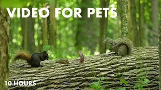 Squirrels, Chipmunks and Birds in a Canadian Forest - 10 Hour Video for Pets - Jun 07, 2024