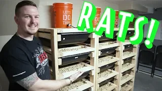 FEED YOUR COLLECTION! | Rat Breeding 101 | Mixology#25