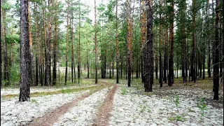 5  Леса России  Закон генетического гомеостаза частот форм деревьев А М  Голикова
