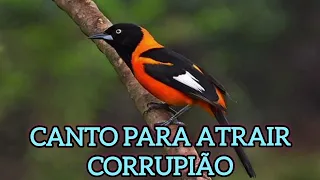 CANTO PARA ATRAIR O CORRUPIÃO BEM FACINHO!!!!