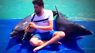 Funny Dolphins 😹 Funny and Cute Dolphins (Full) [Funny Pets]