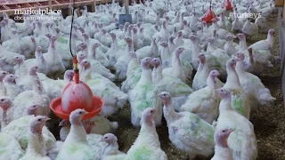 Animal welfare at turkey farm: Hidden camera investigation (CBC Marketplace)