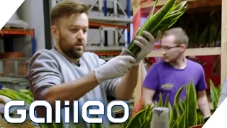 "Du musst schneller sein!" So hart ist der Job in einem Gewächshaus | Galileo | ProSieben